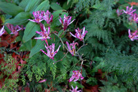 2234 Tricyrtis formosana var. grandiflora 'Longjen Violet' en onychium japonicum in arboretum Wespelaar