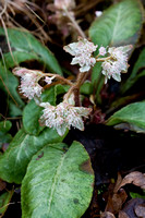 Chrysoplenium macrophyllum