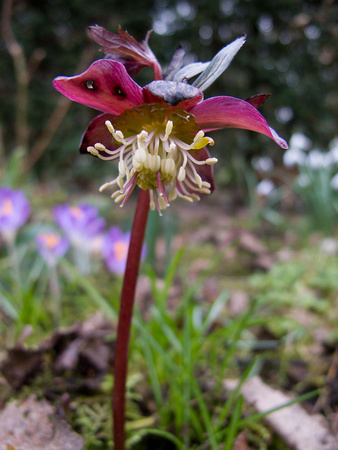 Helleborus met heel kleine bloem en groot blad zoals multifida
