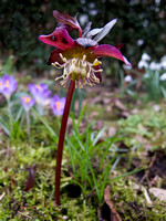 Helleborus met heel kleine bloem en groot blad zoals multifida