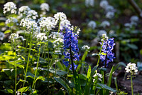 Hyacinthus 'Blue Magic'