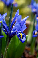 Iris reticulata ' Harmony '