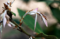 uitlopend blad van Quercus incana=leucotrichophora
