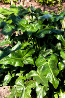Arum concinnatum albispathum