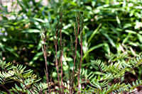 Osmunda lancea japonica