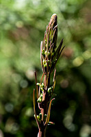 Polygonatum sp. kingianum