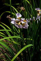Iris sibirica 'Rikugi Sakura'