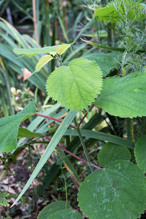 Boehmeria platyphylla