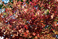 Quercus stellata - arboretum Wespelaar