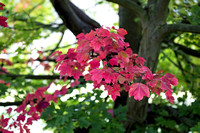 Acer rubrum ' Red Sunset' - arboretum Wespelaar