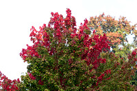 Acer rubrum 'Red Sunset' - arboretum Wespelaar