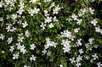 Clematis montana var. grandiflora - arboretum Wespelaar