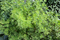 Artemisia abrotanum 'Coca Cola'