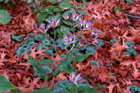 2234 Tricyrtis formosana var. grandiflora 'Longjen Violet', cyclamen hederifolium in arboretum Wespelaar