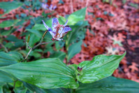 2234 Tricyrtis formosana var. grandiflora 'Longjen Violet'in arboretum Wespelaar