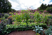 Persicaria orientalis - Kiss-me-over-the-garden-gate