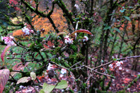 Viburnum x bodnantense 'Dawn' Arboretum Wespelaar