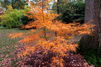 Acer palmatum 'Red Pygmy' in arboretum Wespelaar