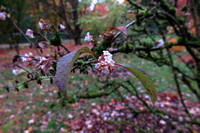 Viburnum x bodnantense 'Dawn' arboretum Wespelaar